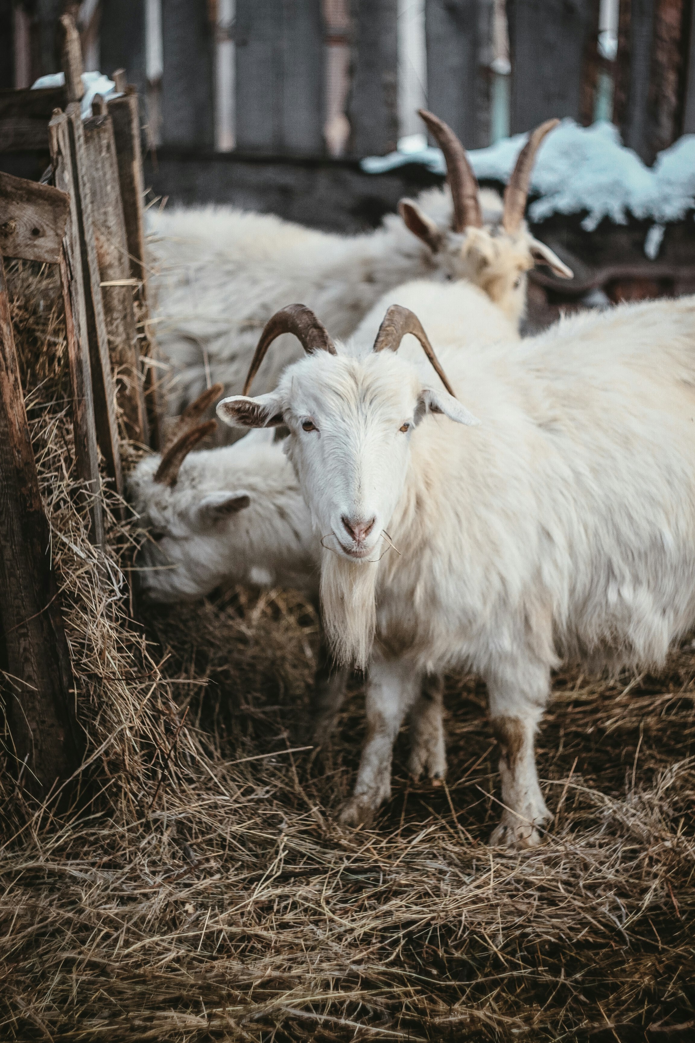 herd of sheep on brown grass field during daytime